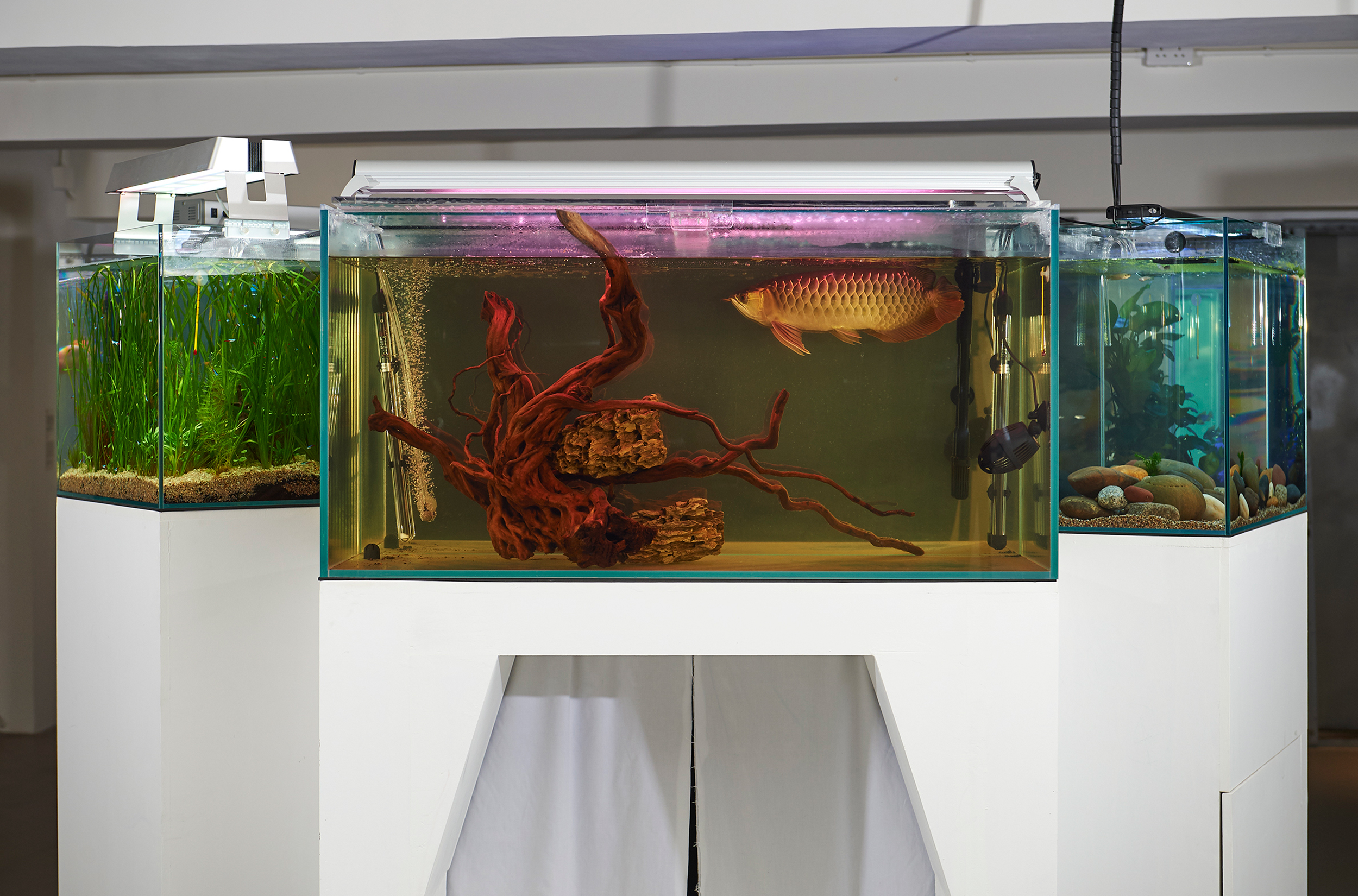 Live in Hong Kong, Born in Dongguan. 2015